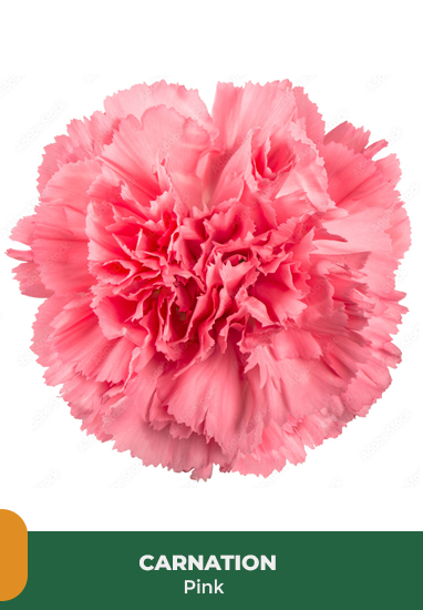 carnation