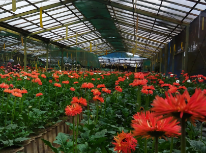 Carnation (Dianthus): Raja Bunga Potong Komersial yang Menjadi Andalan Bisnis Florist