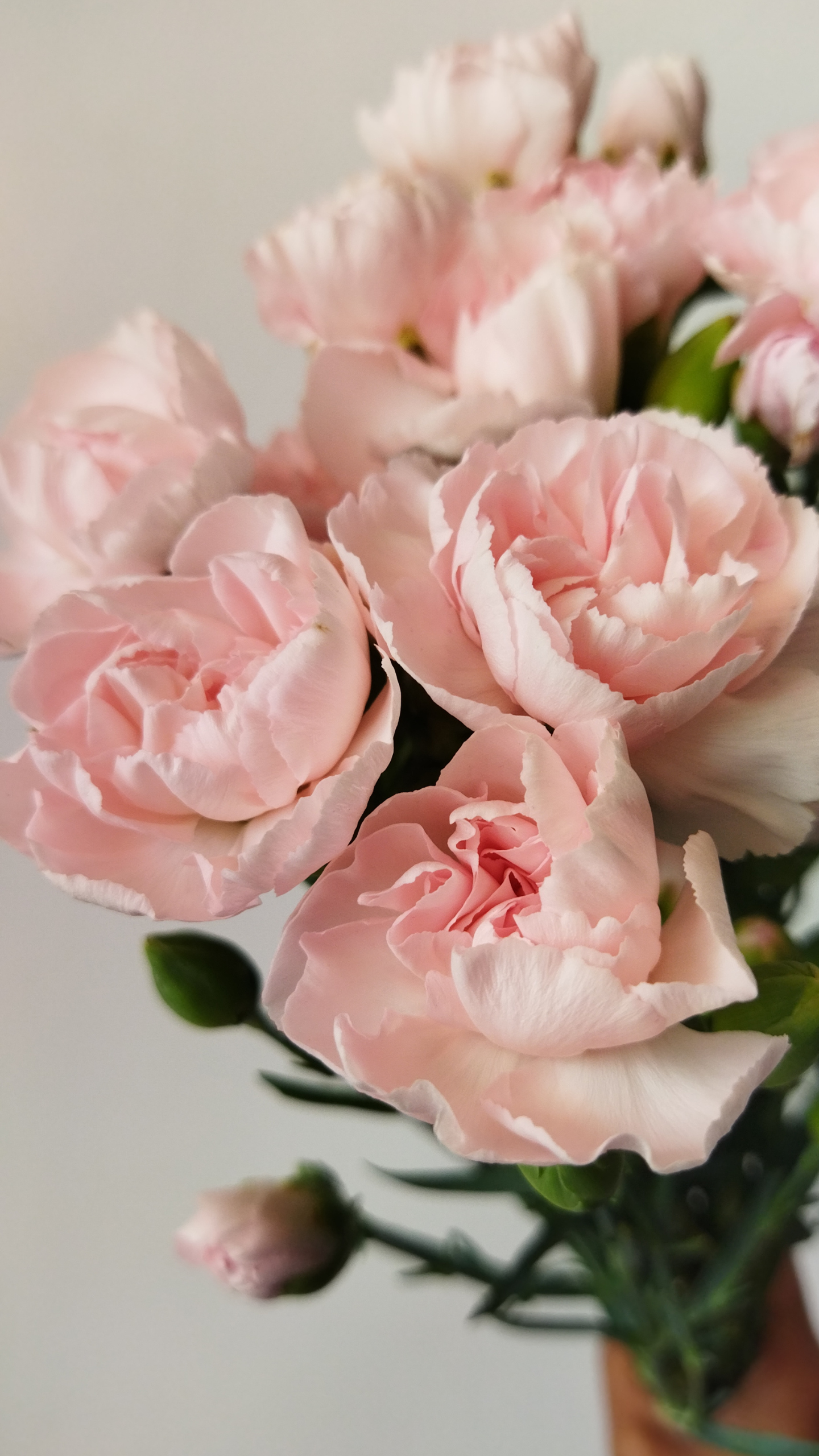 Carnation