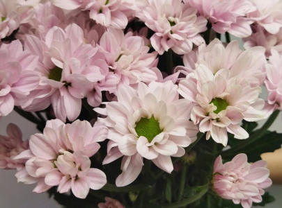 Cara Merawat Bunga Potong Agar Tahan Lama: Panduan Ilmiah untuk Florist dan Pelanggan
