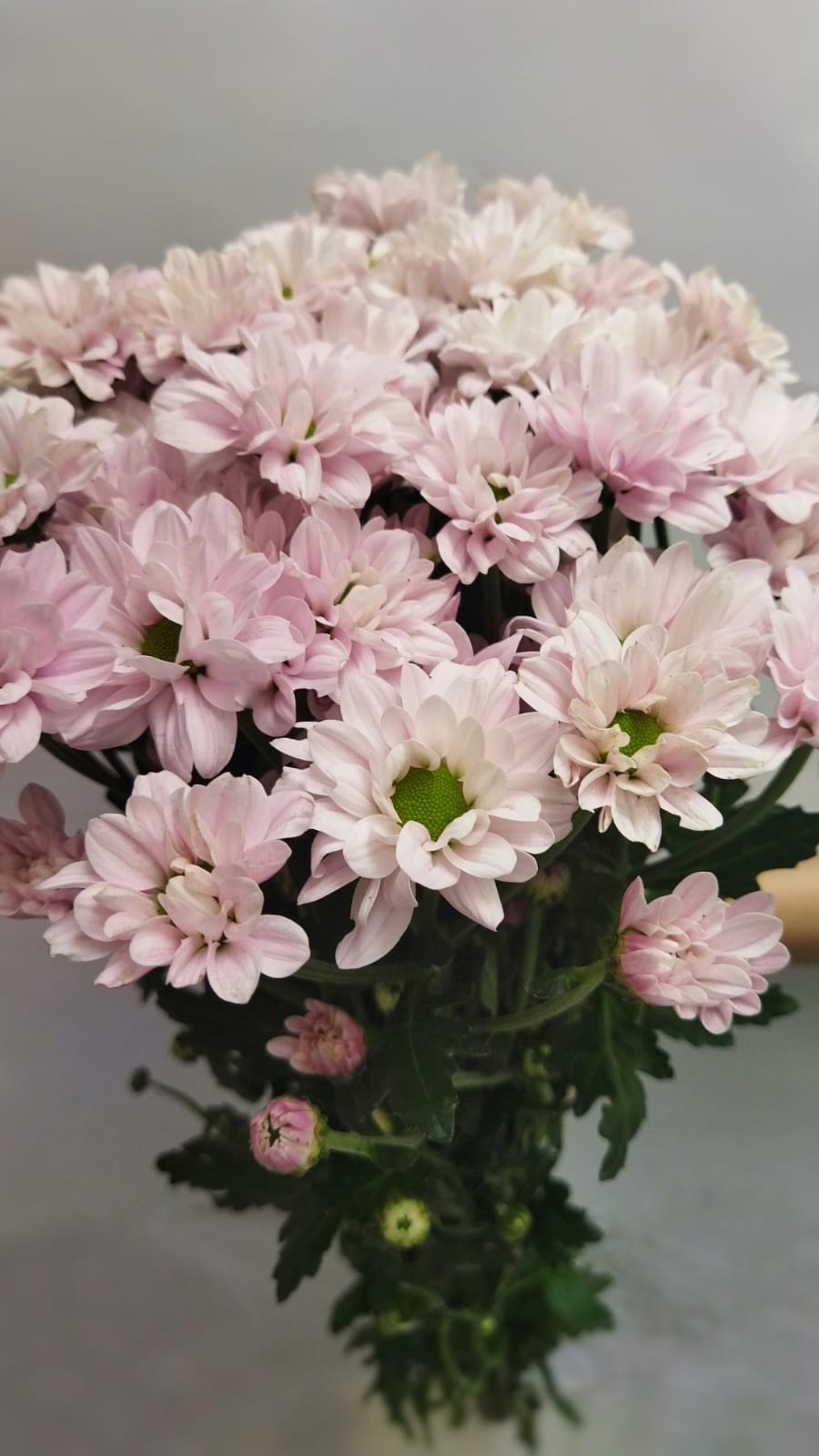 Chrysanthemum Spray