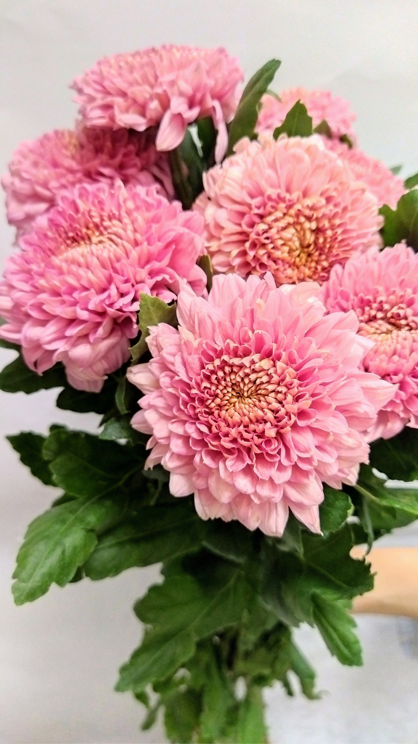 Chrysantemum