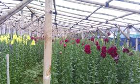 Bunga Potong Malang: Pilihan Segar Langsung dari Kebun