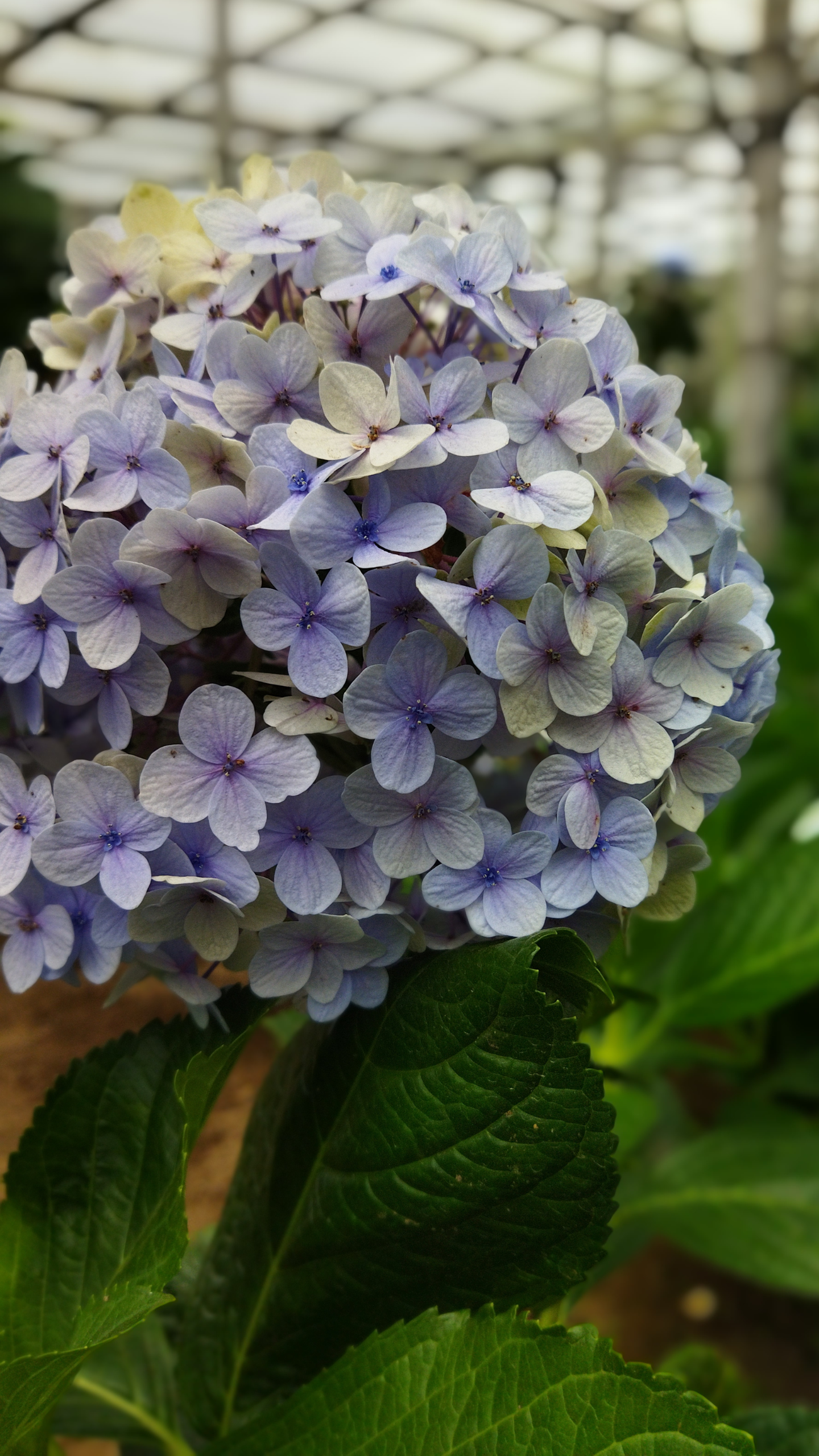 Hydrangea