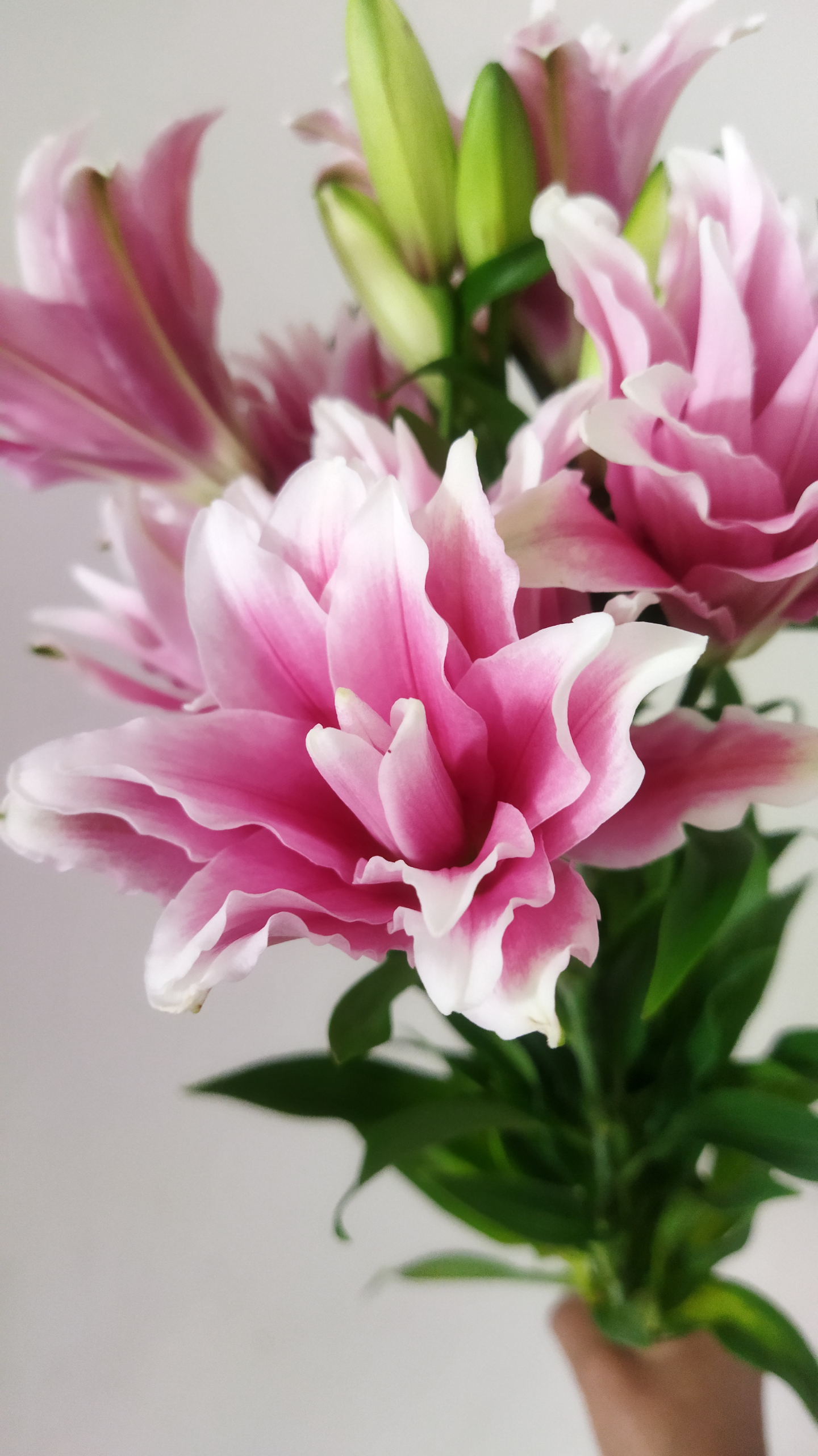 Roselily