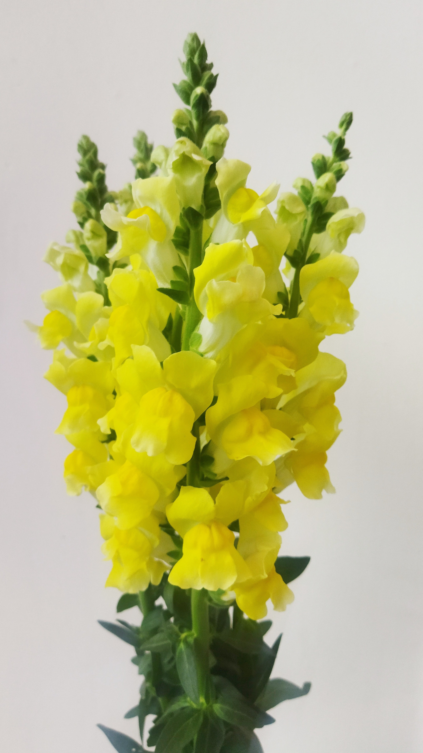 Snapdragon