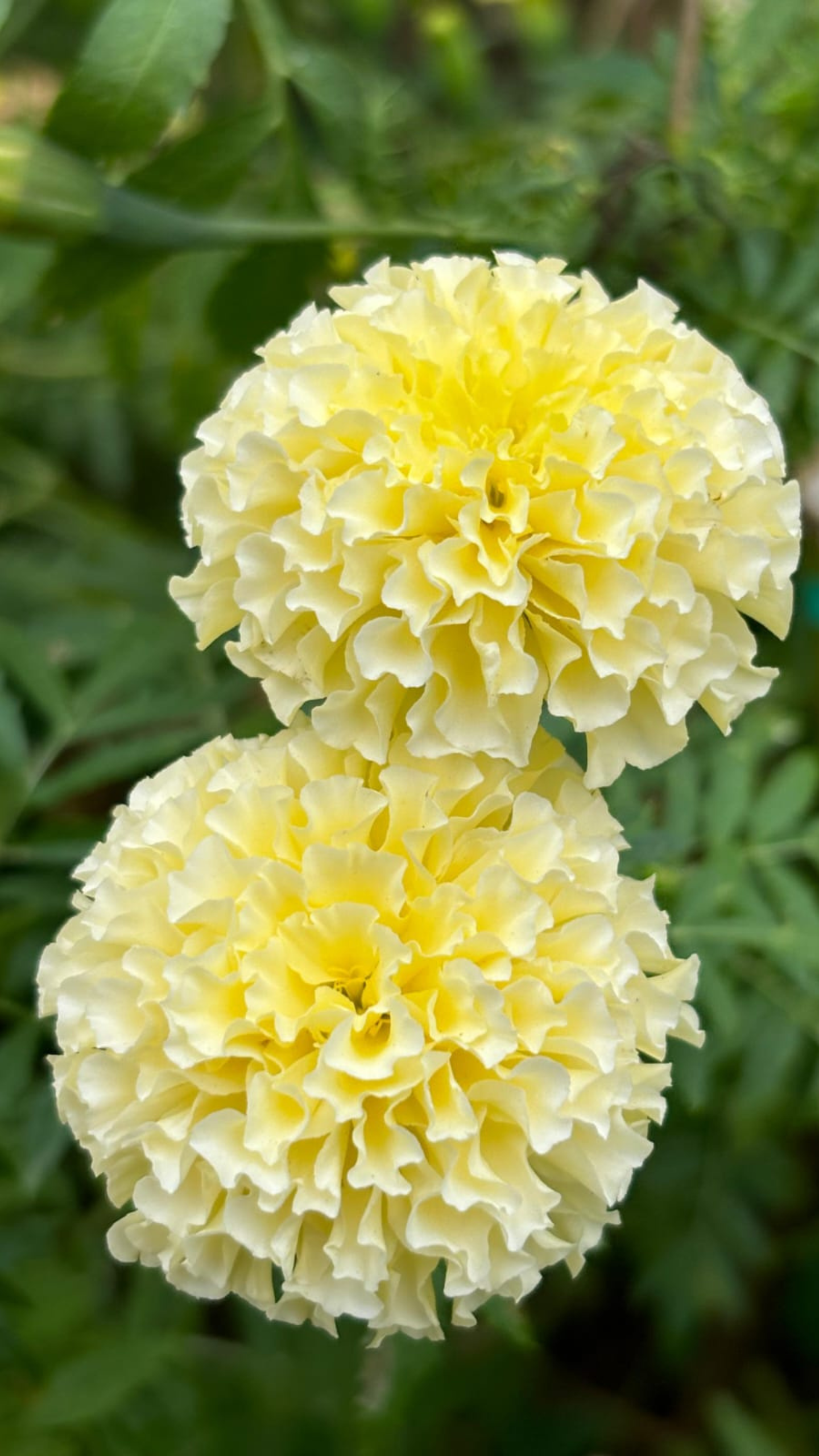 White Marigold