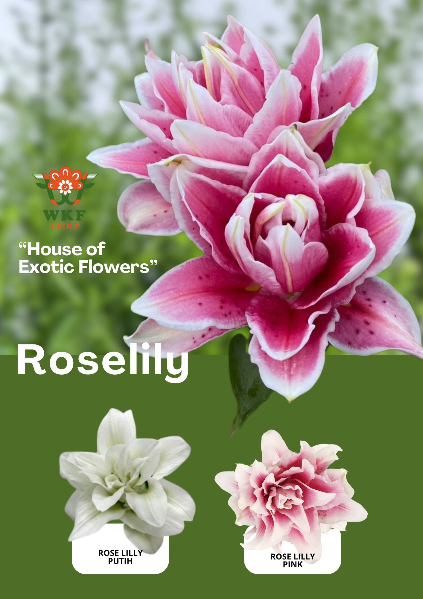 Roselily Pink