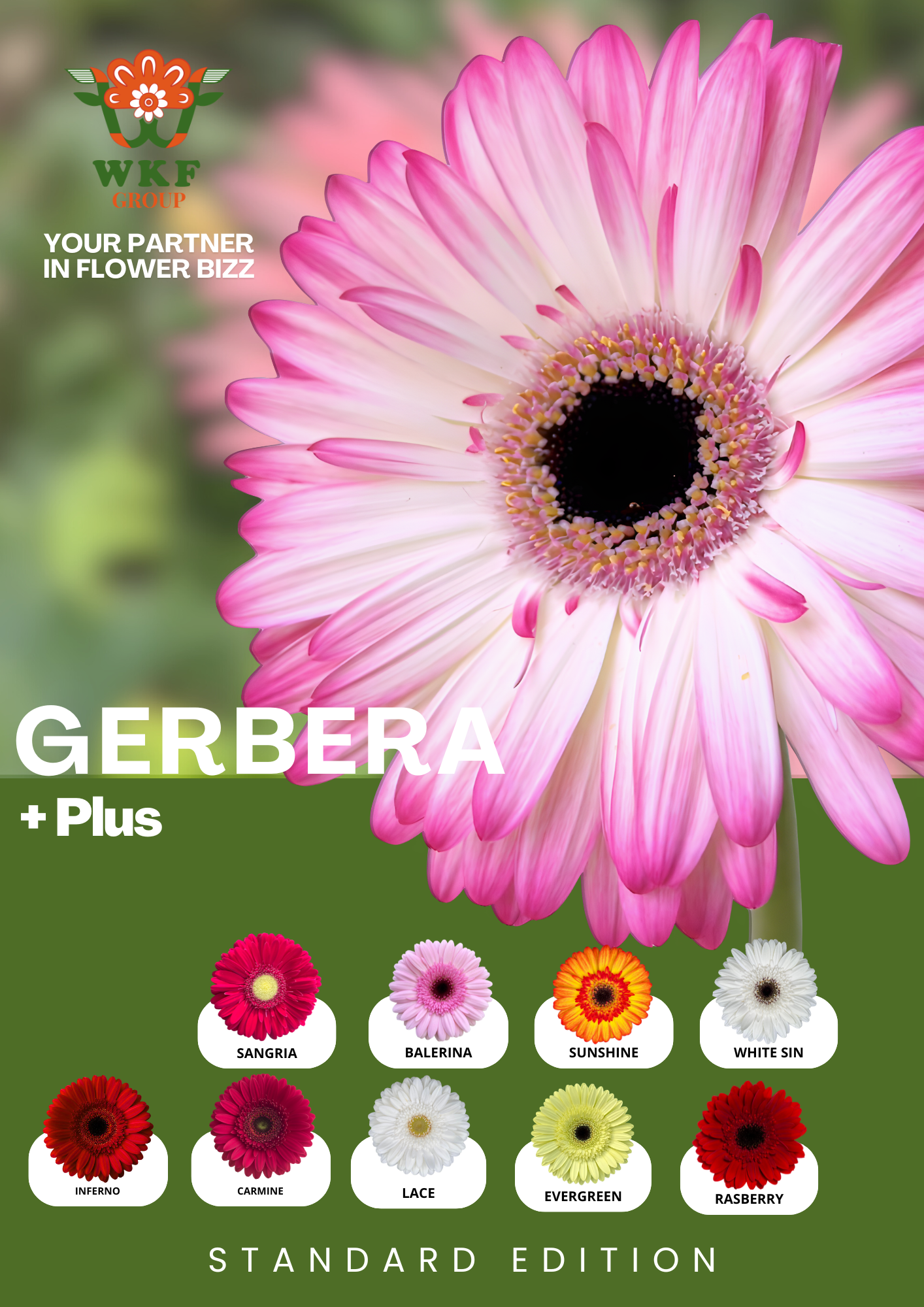 White Sin Gerbera