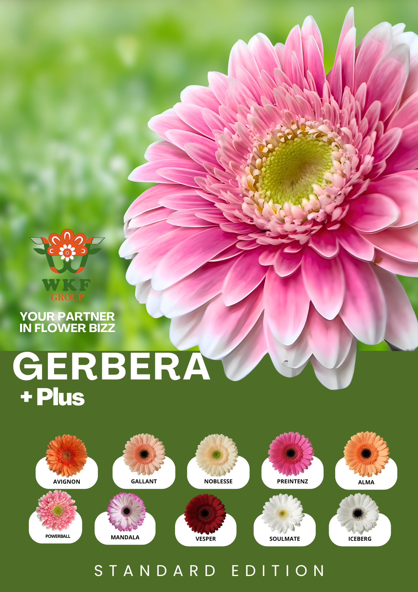 Iceberg Gerbera