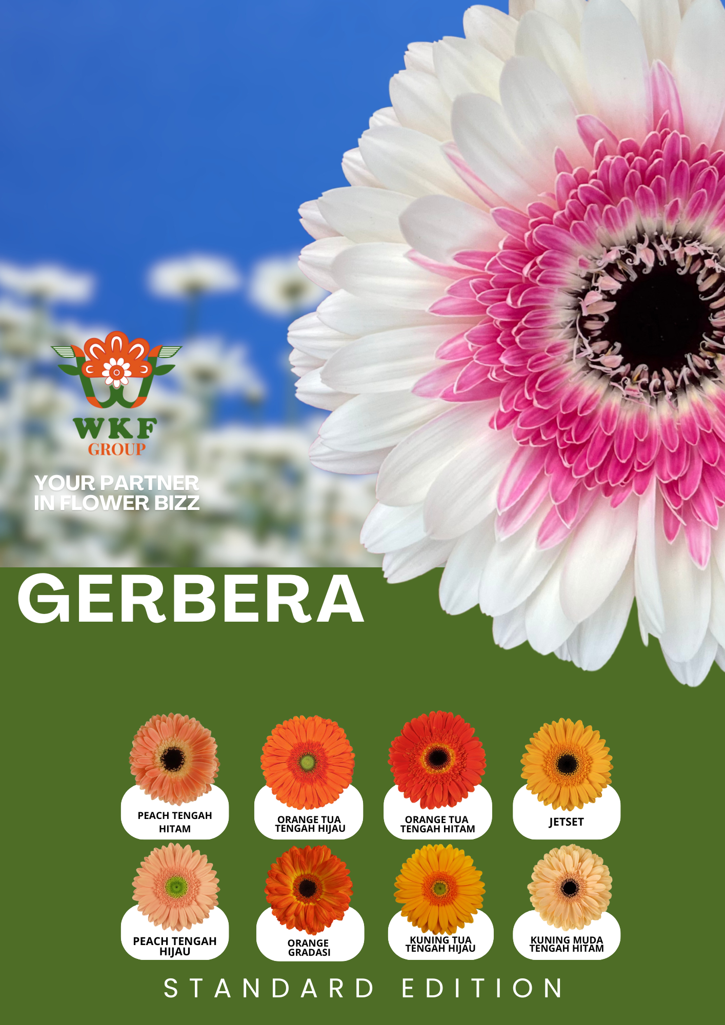 Gerbera