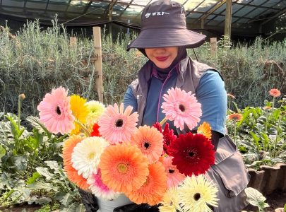 Gerbera Daisy: Panduan Varietas, Karakteristik, dan Potensi Bisnis Bunga Paling Versatile