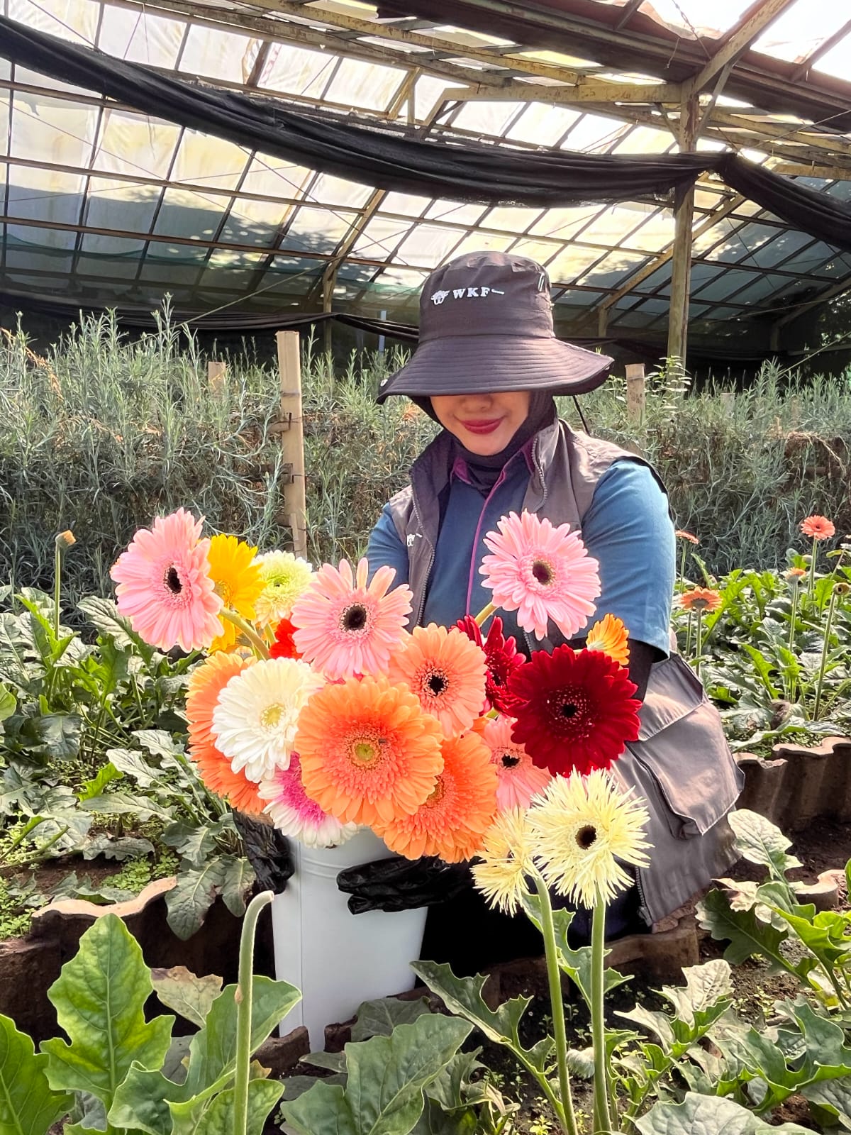 Gerbera Daisy: Panduan Varietas, Karakteristik, dan Potensi Bisnis Bunga Paling Versatile