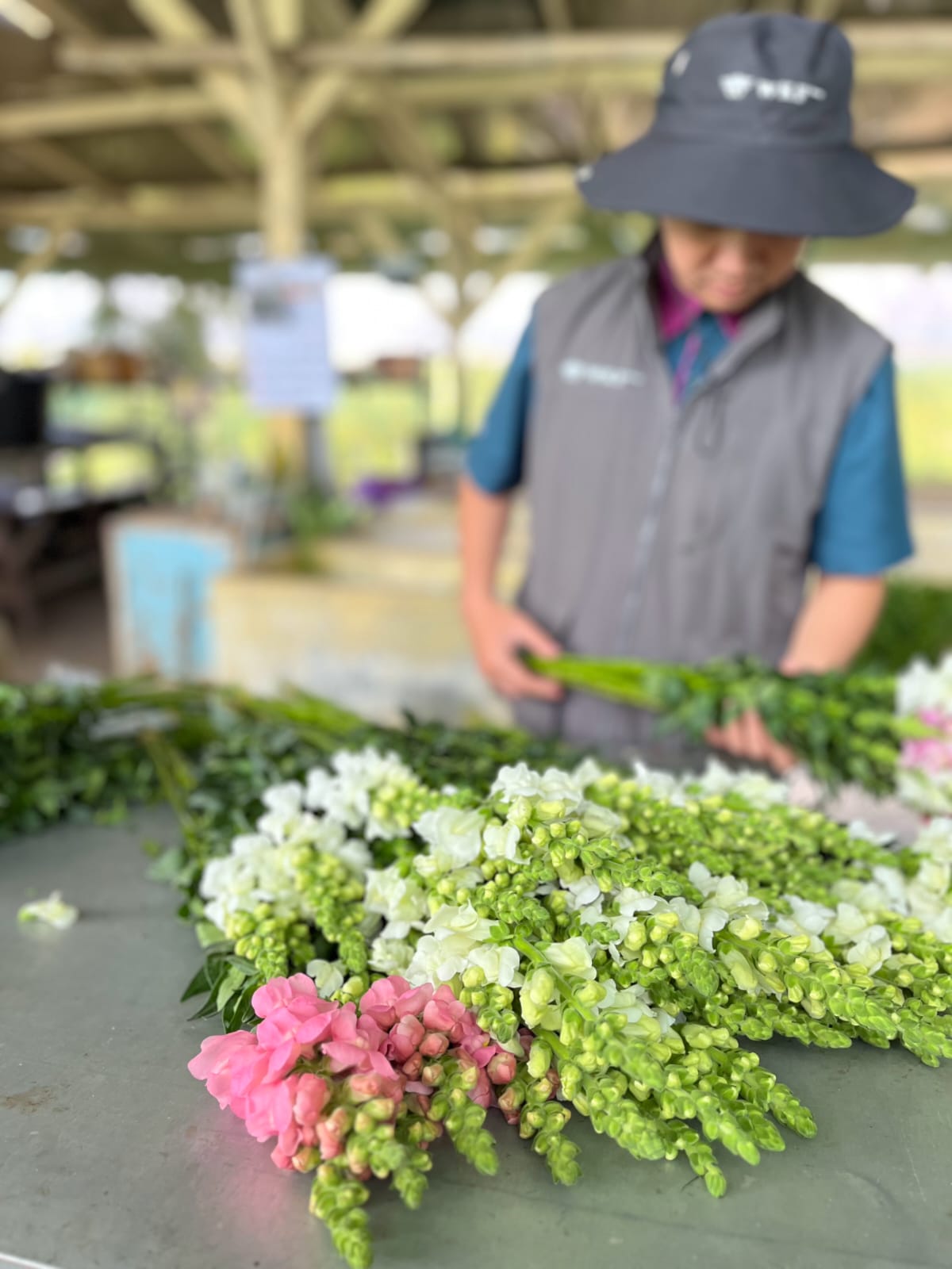 Snapdragon (Antirrhinum): Bunga Elegan yang Mengubah Bouquet Biasa Menjadi Karya Seni Premium