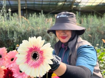 Persiapan HUT RI ke-81: Ide Kreatif Dekorasi Bunga Merah Putih untuk Florist dan Dekorator