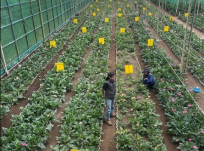Supplier Bunga Segar Terpercaya: Kunci Sukses Bisnis Florist