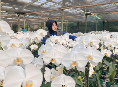 Perbedaan Supplier Bunga Segar dan Vendor Biasa: Mana yang Lebih Baik?