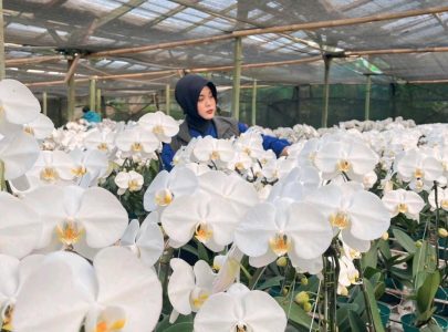 Tren Bunga 2026: Cloud Dancer dan Back to Nature dari Sudut Pandang Bunga Indonesia